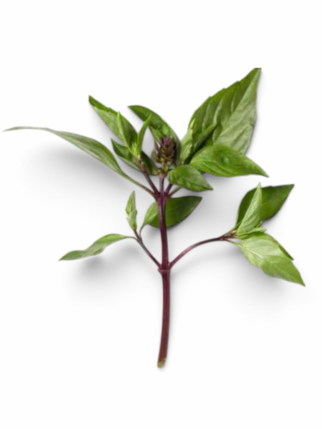 Thai Basil