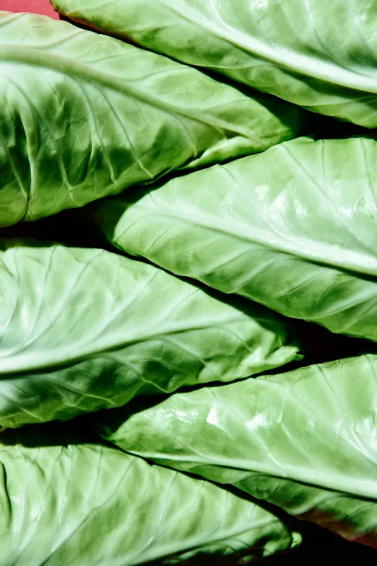 Sugarcone Cabbage Row 7