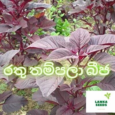 Red thampala seeds