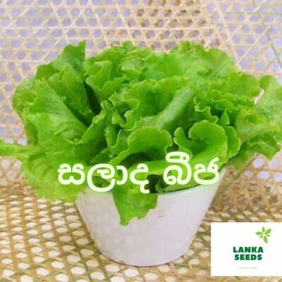 salad, lettuce seeds