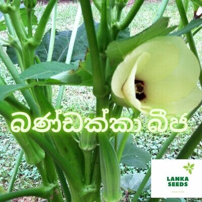 haritha okra seeds