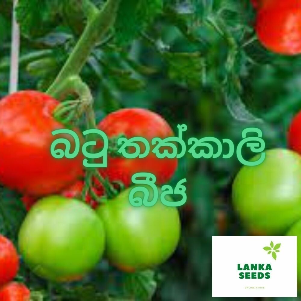 batu thakkali small round tomato seeds for planting