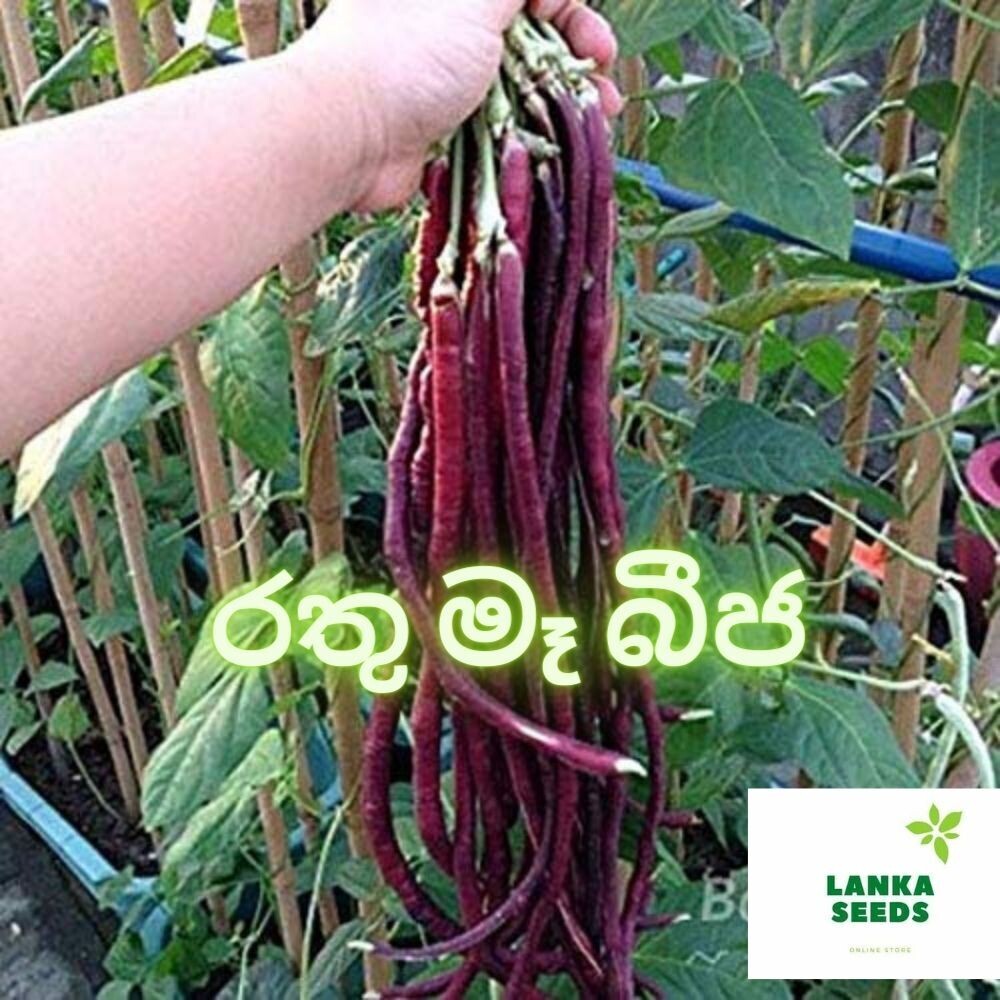 Red long beans seeds pack for home garden 20 SEEDS