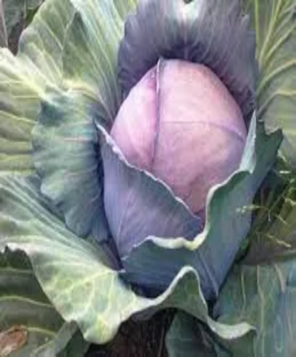 Hybrid F1 red cabbage seeds pack 50 SEEDS