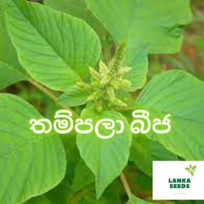 Thampala seeds ( green amaranth) 50 SEEDS
