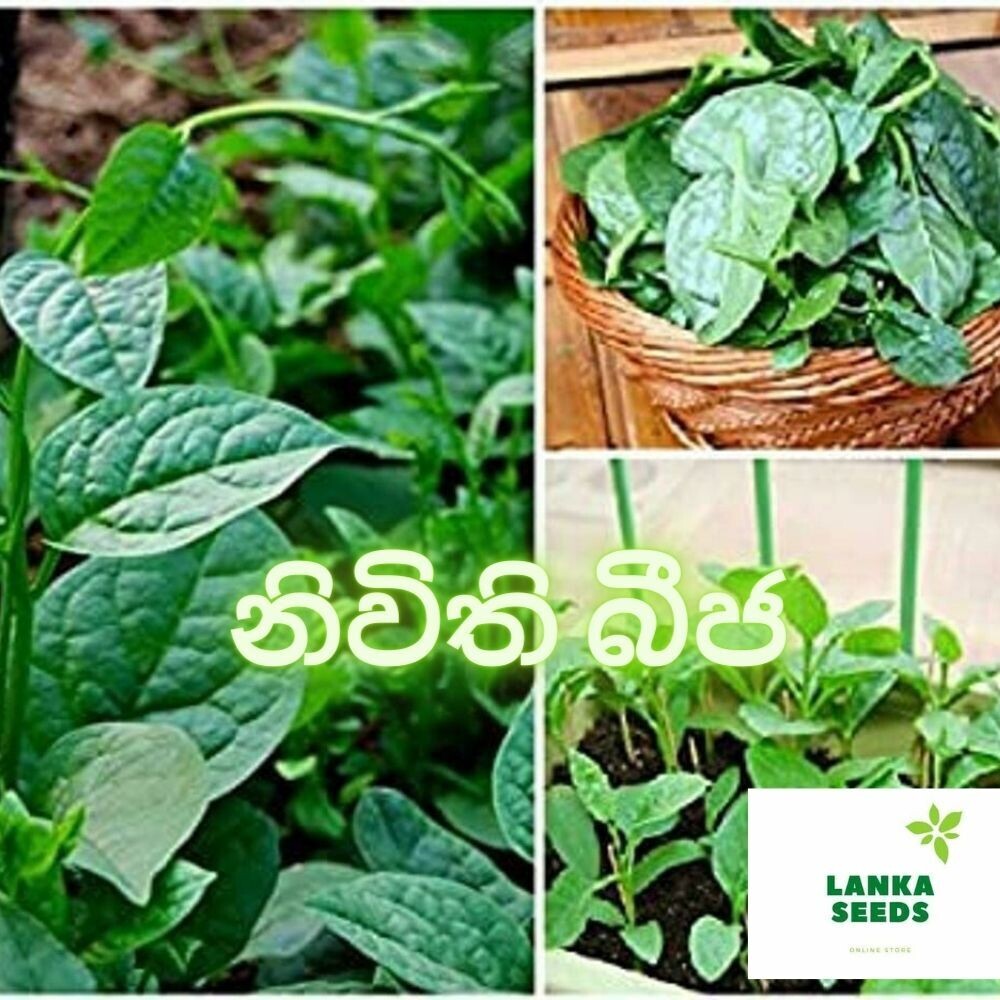 nivithi seeds spinach 50 seeds
