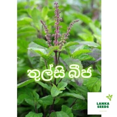 krishna thulsi seeds 50 pack