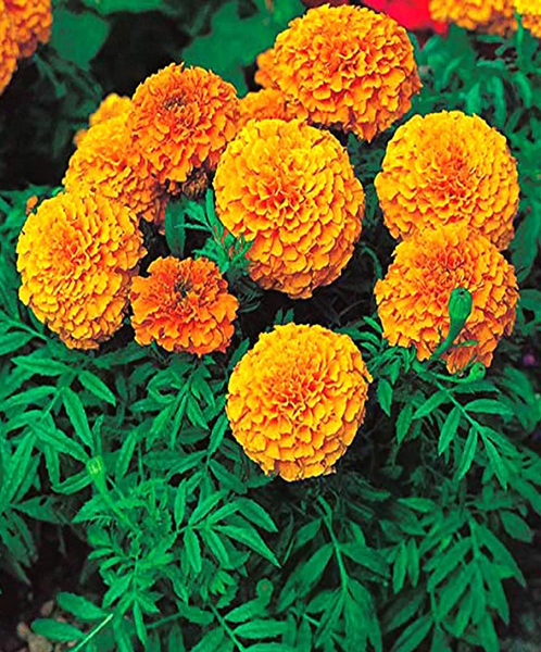 large marigold mix colors pack 100+ seeds (orange, yellow,) high quality seeds
