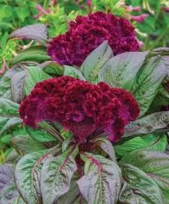 red celosia cristata planting flower 50 seeds