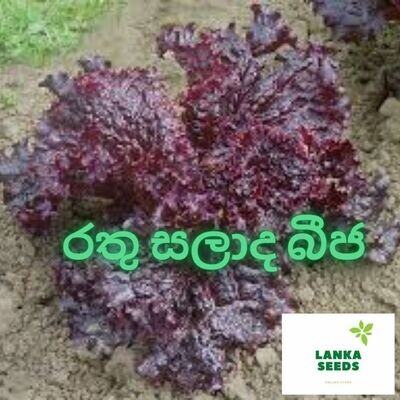 red salad planting organic seeds for home garden