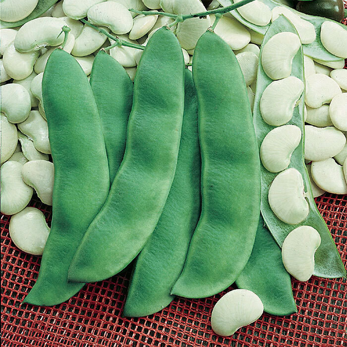 green hyacinth kos dambala seeds