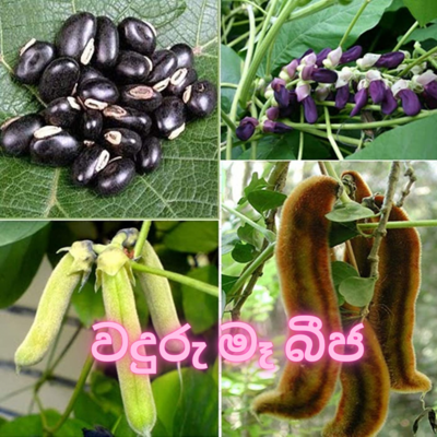 10 pcs velvet bean seeds wanduru maa seeds