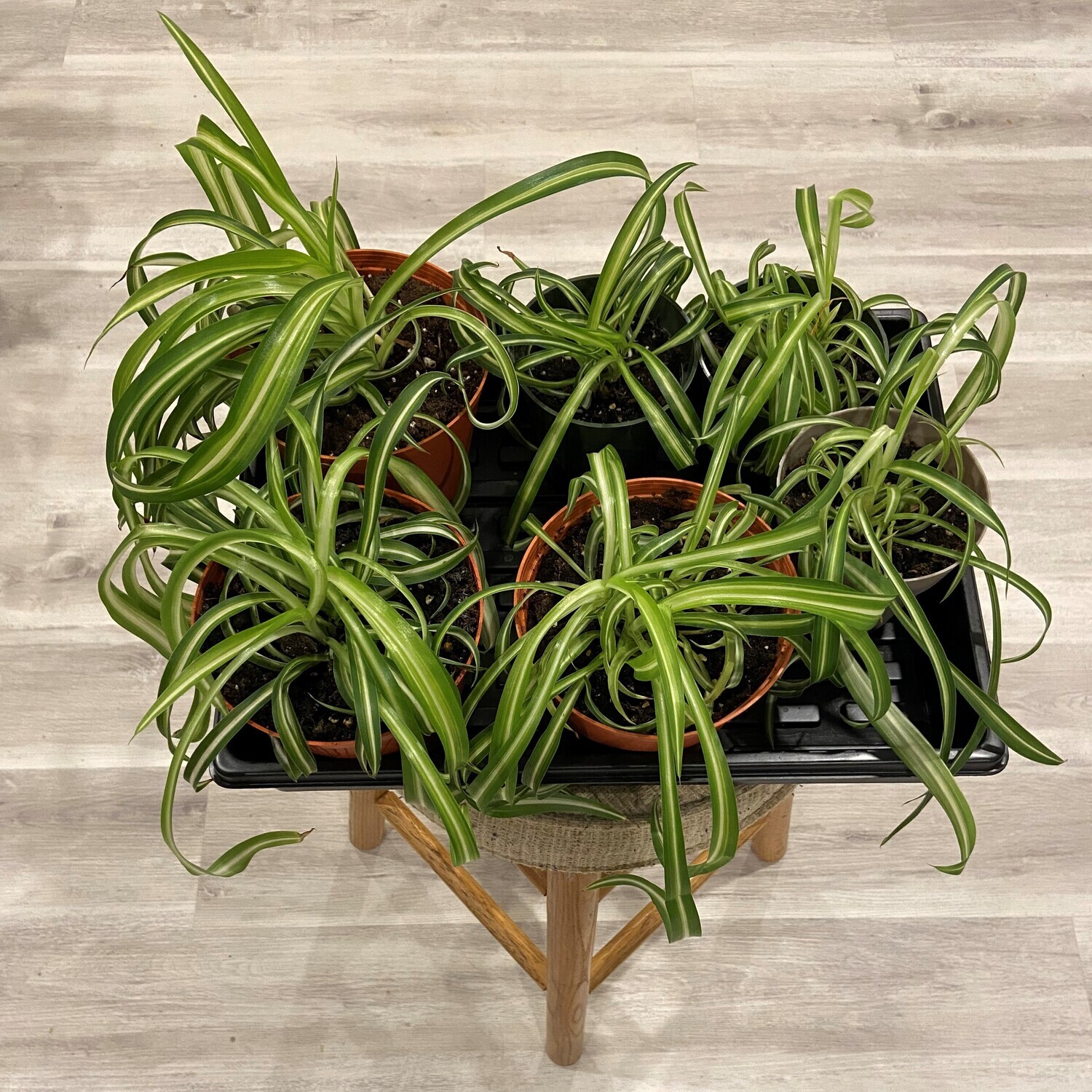 Spider Plants