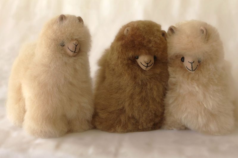 Echtfell Alpaka CHAMPION 15 cm