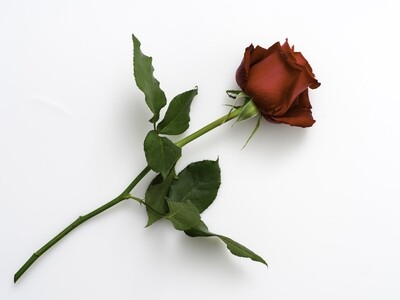 Single Red Valentines Rose