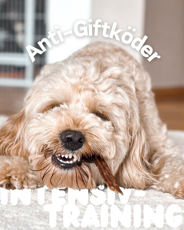 Anti-Giftköder Training