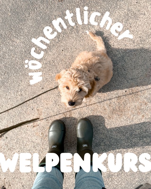 Wöchentlicher Welpen-Kurs