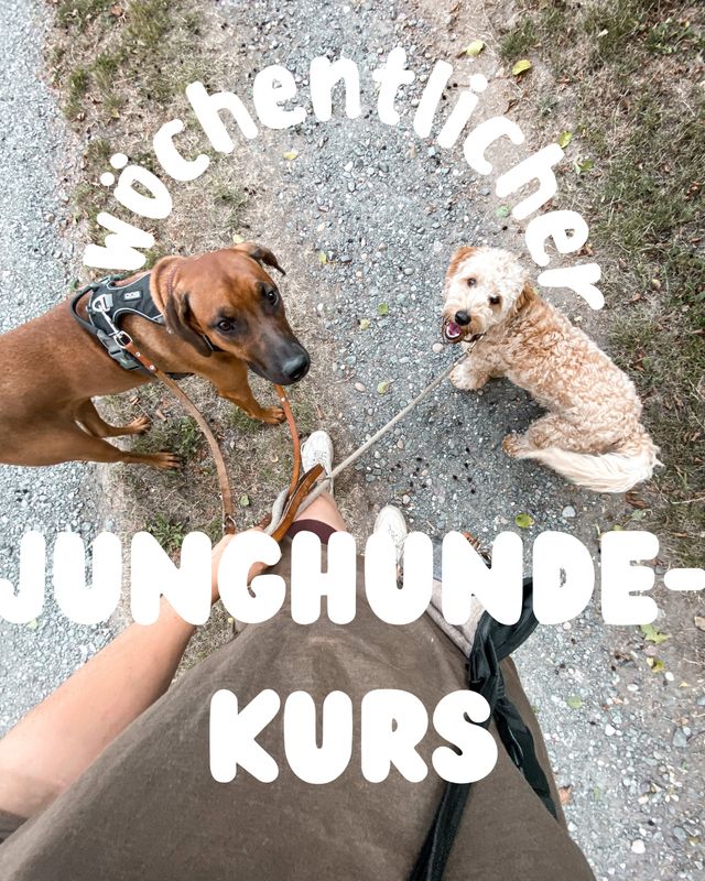 Wöchentlicher Junghunde-Kurs