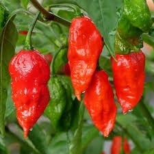 Bhut Jolokia Red 100gr