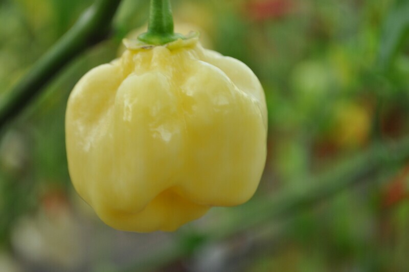 Sementes 7 Pod White