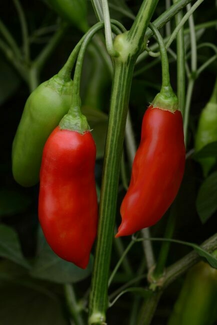 Sementes de Aji Green