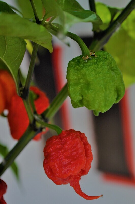 Sementes de Carolina Reaper