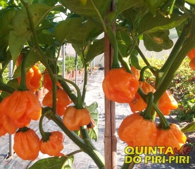 Sementes Bahamian Goat Pepper