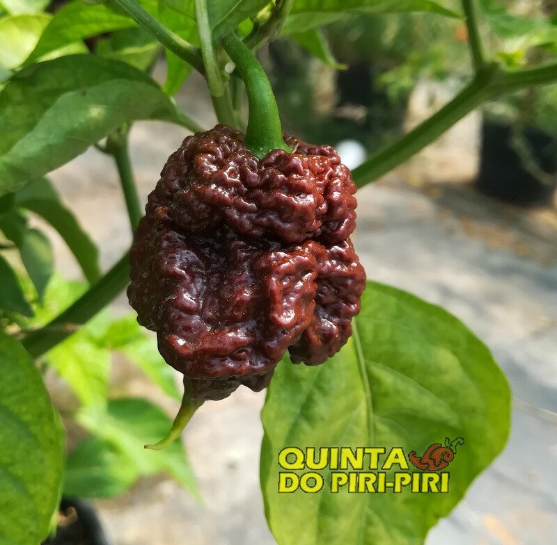 Sementes Apocalypse Trinidad Scorpion Chocolate