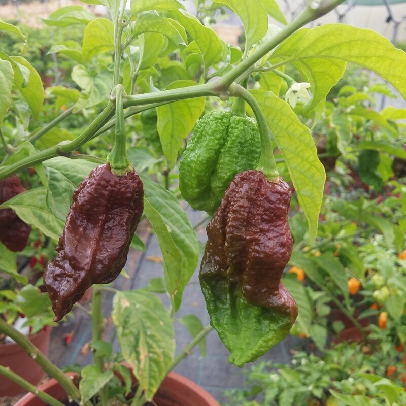 Sementes Big Black Mama