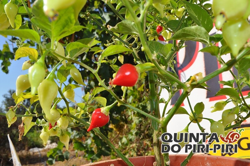 Sementes de Biquinho Red