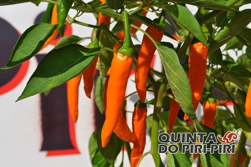 Sementes de Cayenne Gold