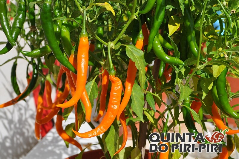 Sementes de Chile de Arbol Orange