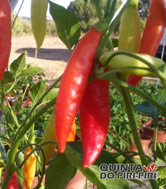 Sementes de Ethiopian Fire