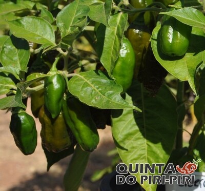 Sementes Ever Green Pepper