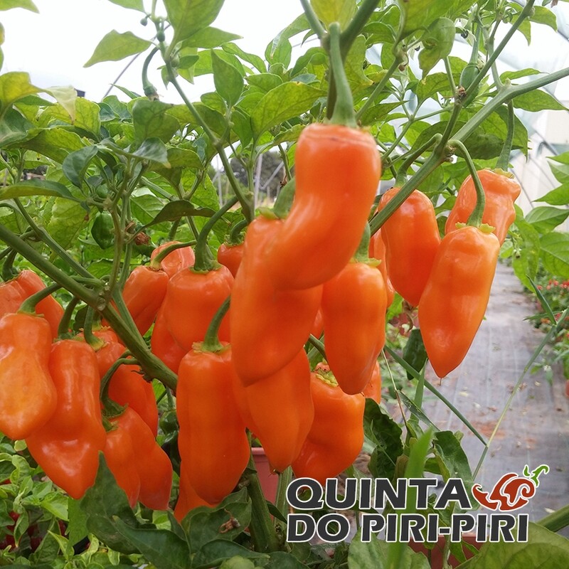 Sementes Habanero Orange
