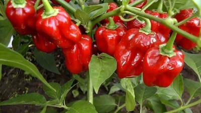 Sementes Habanero Red