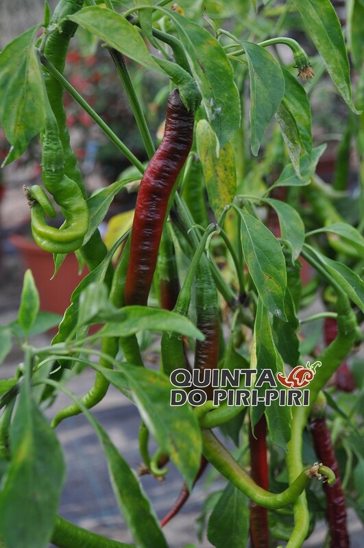Sementes de Joes Long Cayenne