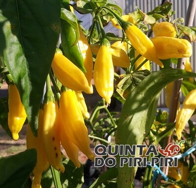 Sementes de Lemon Drop