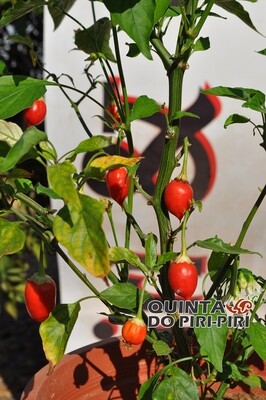 Sementes El Oro de Ecuador Red