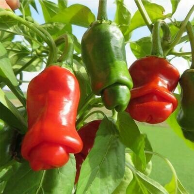 sementes Peter Pepper Red
