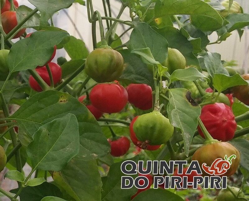 Sementes de Pimenta Pitanga