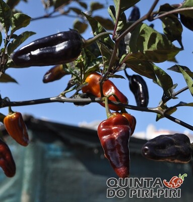 Sementes Puma Pepper