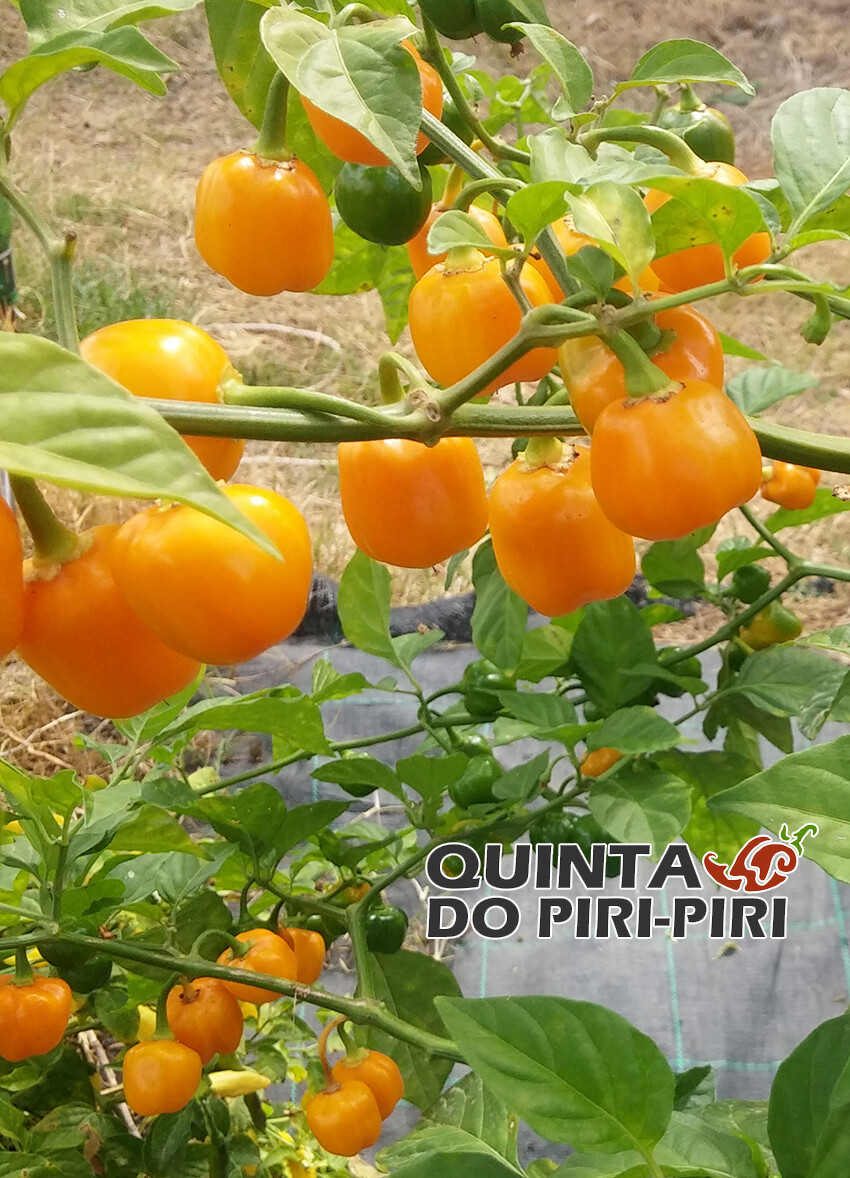 Sementes de Quintisho Orange Boliviano (Bolivia)