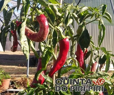 Rezha  (Macedónia e Albânia)