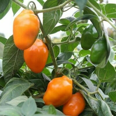 sementes Rocoto Guatemalan Orange