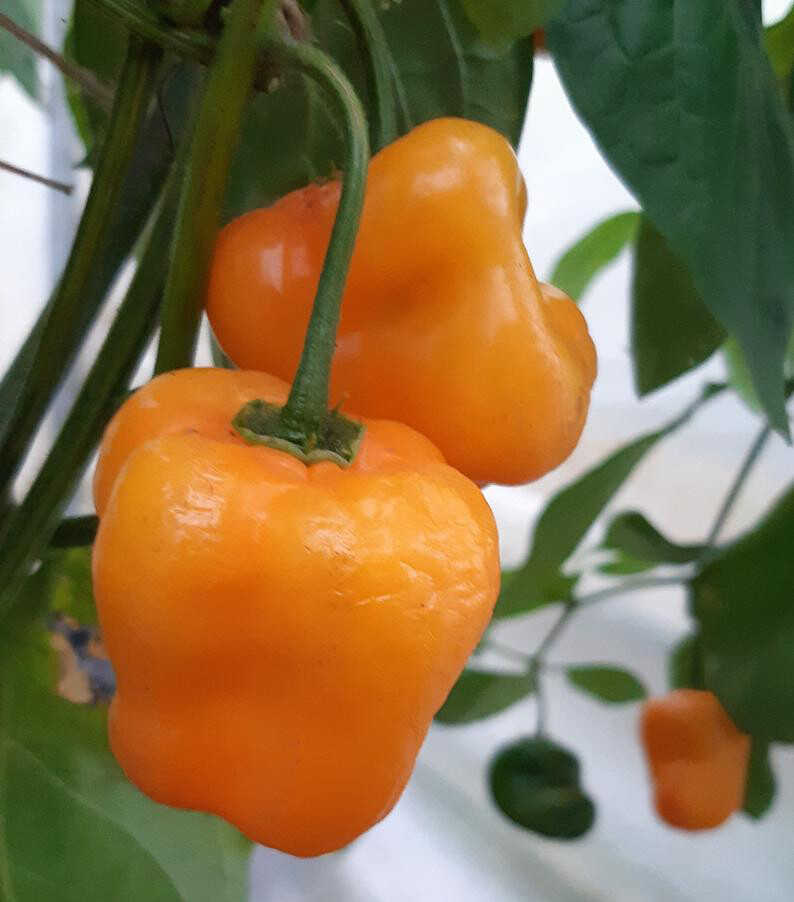 Rocoto Manzano Orange