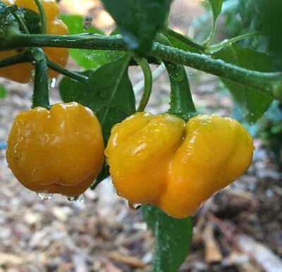 Sementes Scotch Bonnet Yellow