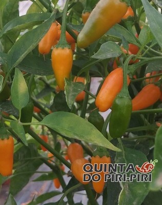 Sementes de Tabasco Short Yellow