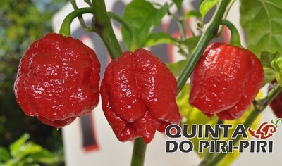 Sementes Trinidad Scorpion Moruga Red