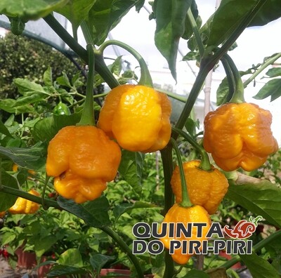 Sementes Trinidad Scorpion Moruga Yellow